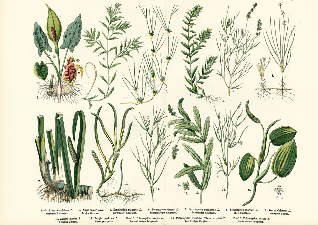 1885 Aquatic Plants Antique Arum Maculatum Potamogeton Botanicals