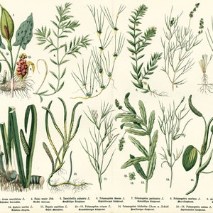 1885 Plantas acuáticas Arum y Potamogétonaceae Old Botanical Plate Poster Poster