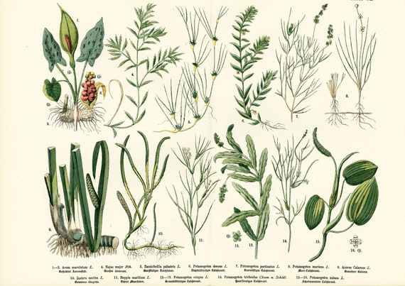 1885 Aquatic Plants Antique Arum Maculatum Potamogeton Botanicals
