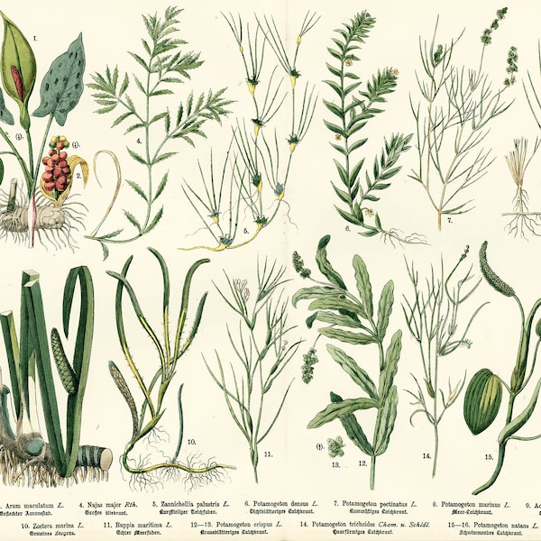 1885 Wasserpflanzen Arum und Potamogétonaceae Altes botanisches Plattenplakat