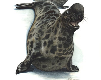 1974 Hooded Seal vintage illustration, Animal Art Print, marine painting