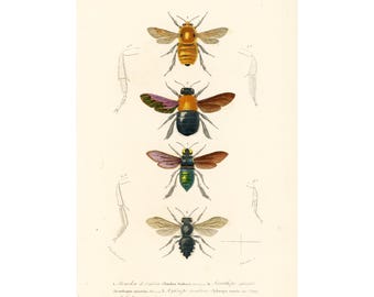 1861 Bumblebees Antique Engraving, Hand colored Original Antique Print, Insect Drawing, Entomology Wall Art, GIFT for BEES LOVER