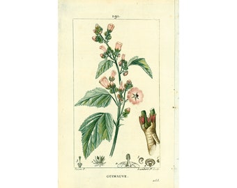 1814 Marshmallow officinale Botanical Plate Ancient Medical Flora Chaumeton Pflanze Traditionelles Arzneibuch