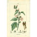 see more listings in the Botanische Drucke section