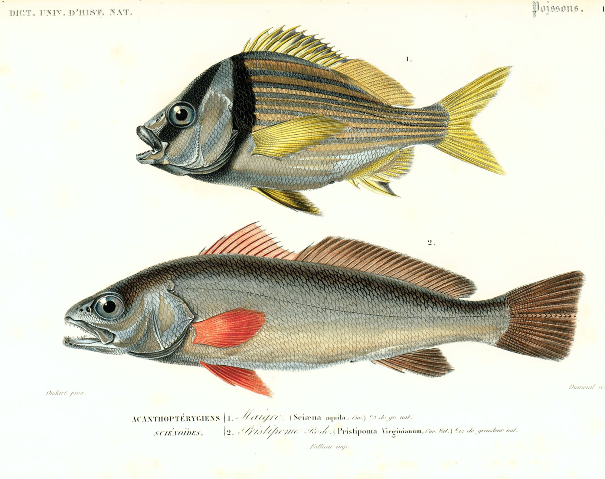 1861 Corvina Sea Bass Meagre Antique Engraving Hand Colored Etsy 1861-corvina-sea-bass-meagre-antique-engraving-hand-colored-etsy