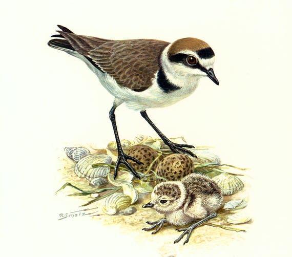 1969 Pluvier Gravelot Oisillon Oeuf Nid Oiseau Limicole Illustration Oiseau Ornithologie Déco Vintage