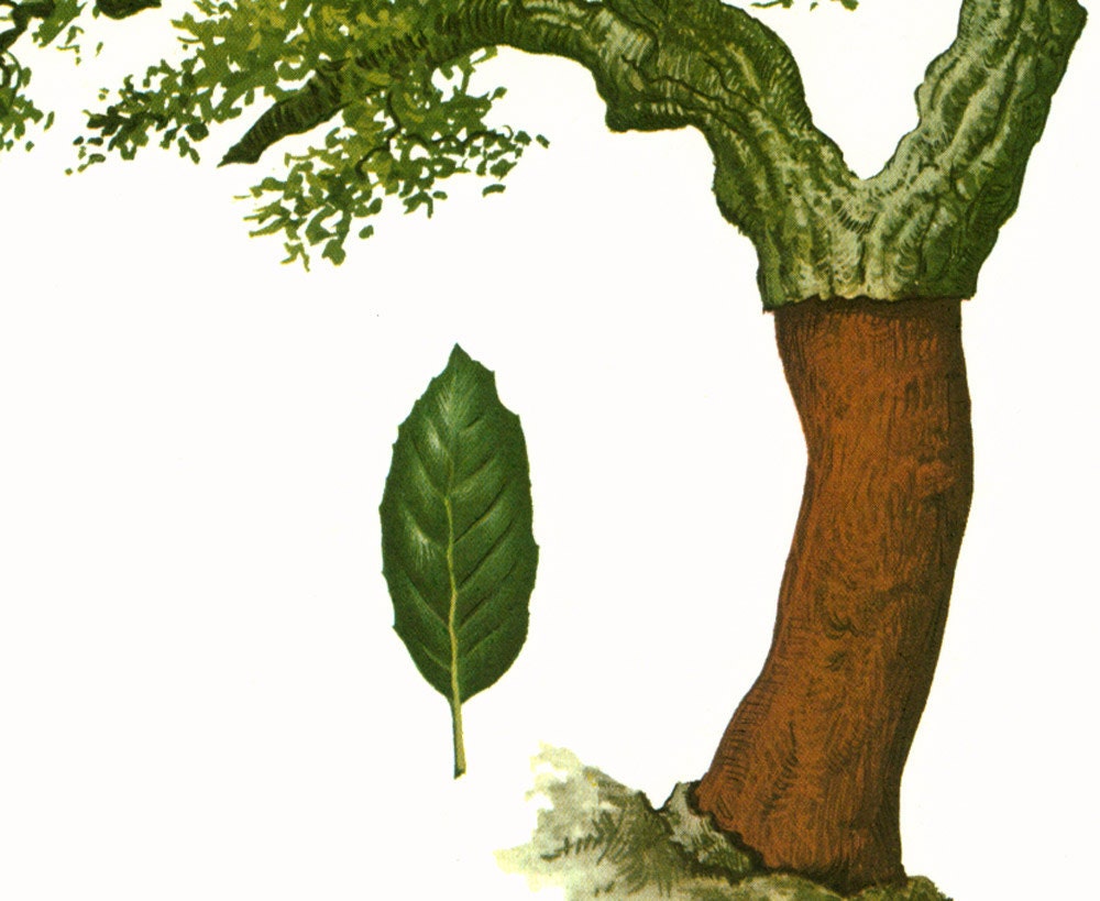 1967 Cork Oak Tree Print Vintage Botanical Illustration Wall Etsy