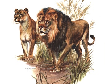 1974 Lion vintage illustration, Tiger Art Print, Wild animal, painting
