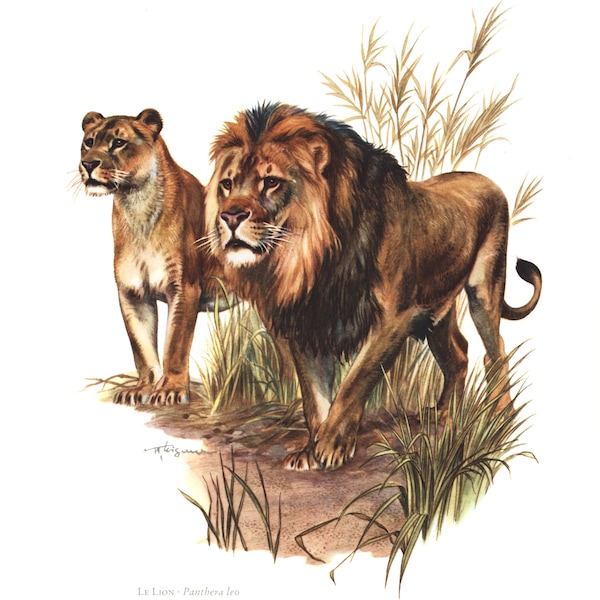 1974 Lion vintage illustration, Tiger Art Print, Wild animal, painting