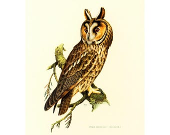 1969 Long-eared owl prints Vintage illustration Ornithology Nature Wall art Home Decor