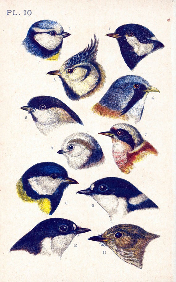 Bird Beak Chart