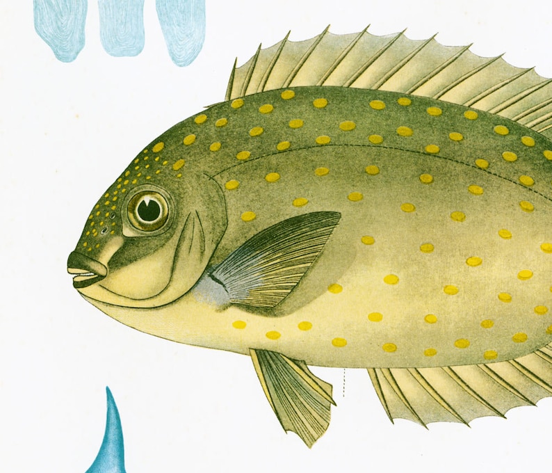1932 Sigan Siganus Picot Gravure Originale. Poisson Tropical ...