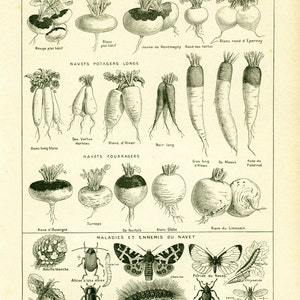 1922年 カブ 古い野菜の品種、昆虫、寄生虫、カブの病気、ラルースによる原画