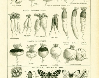 1922 Vintage Vegetable print, Antique Turnip Print, Root Veg, Original Larousse illustration