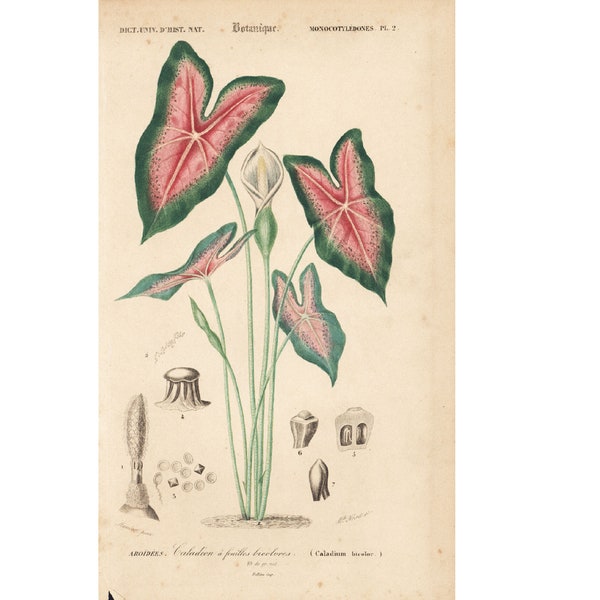 1861 Caladium bicolore, Feuille verte et rose, Gravure Ancienne Ch. d' Orbigny, Histoire Naturelle, Planche Botanique, encadrement