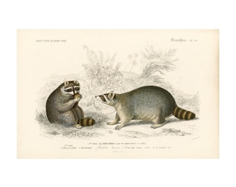 1861 Waschbär, Antike Gravur Orbigny, Procyon lotor, Naturgeschichte, Authentische Lithographie des 19. Jahrhunderts