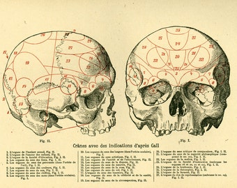1908 Antique Skull Print, Human Anatomy, Phrenology, Original Antique print, Medicine Wall Art