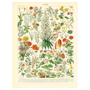 1897 Original Larousse Teller, Blumen Mohn Mohn Datura, Chrysantheme Nelke Yucca Seerose Chrysantheme Datura Akelei Primel