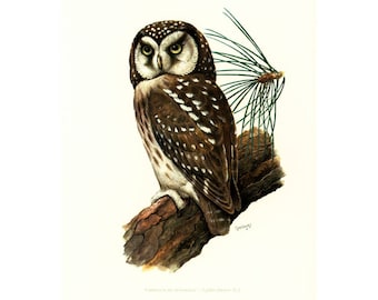 1969 Boreal owl bird prints Vintage illustration Ornithology Nature Wall art Home Decor