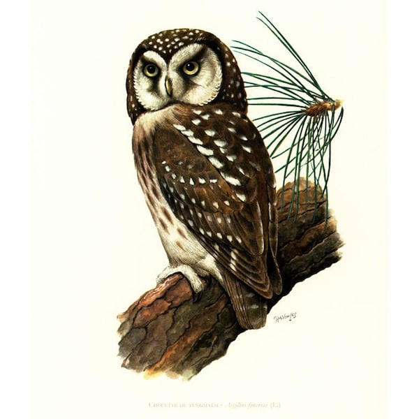 Búho de Tengmalm, 1969. Ilustración de un ave nocturna. Lámina ornitológica. Decoración mural natural.