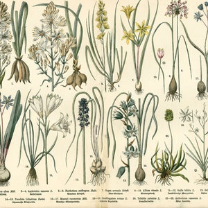1885 Poster Liliaceae Asphodel Muscaris Ornithogale Allium, Bolplanten Originele Botanische Plaat