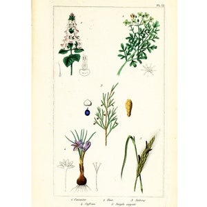 1872 Azafrán Centeno Juniperus Ruda Nepeta Impresión botánica Flores Grabado original Flora médica Planta medicinal