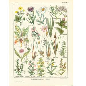 1922 Veldbloemen, wilde bloemen, Colchicum, Boterbloem, Scabious, Originele BOTANISCHE Plaat Grootformaat illustratie Larousse