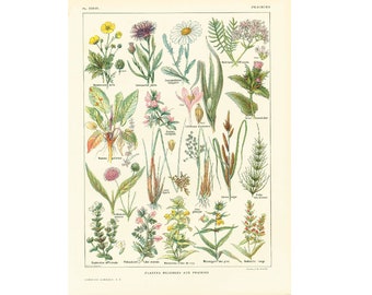 1922 Antique Botanical print of Wild Flowers. Chart Identification. French vintage illustration Larousse