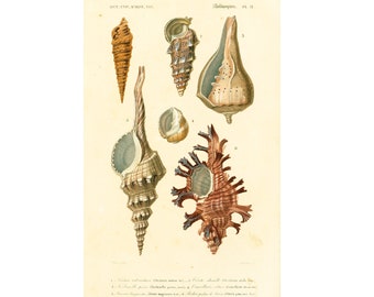 1861 Shells, Turbinella Original Antique Print, by Ch. Orbigny, Colored lithograph, Crustaceans, Molluscs, Sea life, Shell wall art