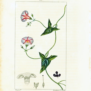 May include: A botanical illustration of a white and pink flower with green leaves and a vine. The illustration is labeled "SCAMONE" and has the number "317" at the top.