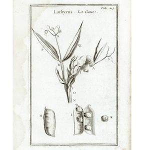 1797 Antique Snow Peas Beans lathyrus Seed pod Plant Print Herbs Botanical Illustration Wall Art Home Decor
