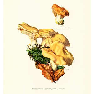 1962 Hedgehog Mushroom. Hydnum repandum. Antique Print Mushrooms Mycology Wall art Home decor image 2