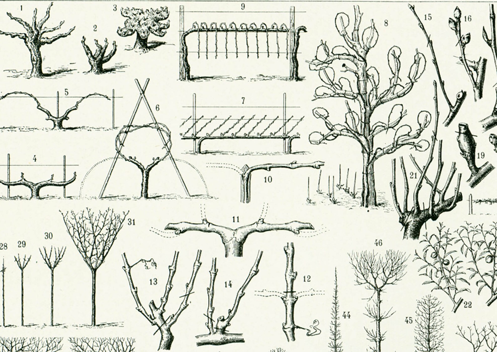 1933 Vintage Orchard Print. Fruit Tree Pruning Guide. Antique - Etsy