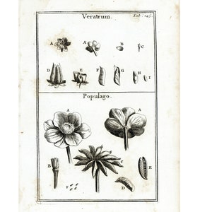 1797 Antique Print marsh-marigold Kingcup Corn lilies Veratrum Seeds flower Botanical Natural History Wall Home Decor