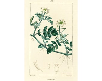 1831 Antique Watercress Print Botanical Illustration Natural History Wall Art Home Decor