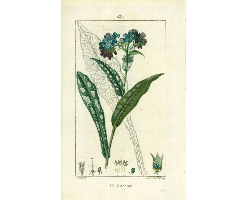 1814 Lungwort Pulmonaria officinalis Antique Print Medicinal Plant Nature Botanical Botany Wall Art framing Home decor image 1