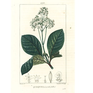 1831 Antique Cinchona officinalis Print Quinine medicinal Plant Botanical Art for framing decor