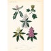 see more listings in the Botanical Prints section