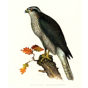 1961 Northern Goshawk Print Vintage Bird of prey illustration Ornithology Nature Wall art Home Decor