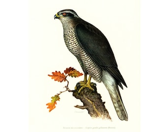 1961 Northern Goshawk Print Vintage Bird of prey illustration Ornithology Nature Wall art Home Decor