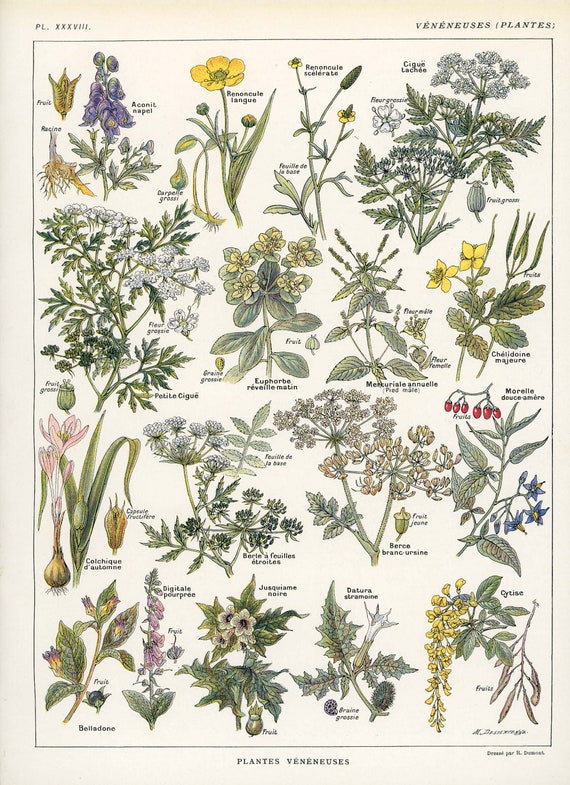 1922 Poisonous Plants, Hemlock, Saffron, Antique Botanical Print