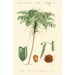 see more listings in the Botanical Prints section