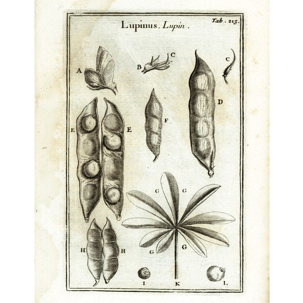 1797 Lupin Feuille Fruit Graine Gousse Fleur Lupinus Cosse Légumineuse Planche Ancienne Eléments Botanique Tournefort 220 ANS D'AGE