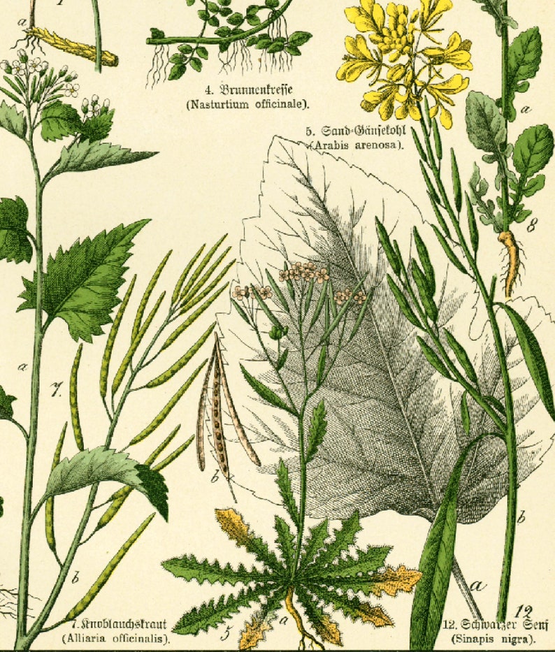 1869 Brassicaceae Cruciferae cabbage cress Brassica rapa family Flower Chart Herbs Herbalism Medicinal Plants Antique Botanical Chart print image 3