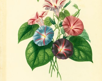 1861 Planche Originale Liseron Couleurs peintes à la main Botanique Fleurs Bouquet Histoire Naturelle encadrement