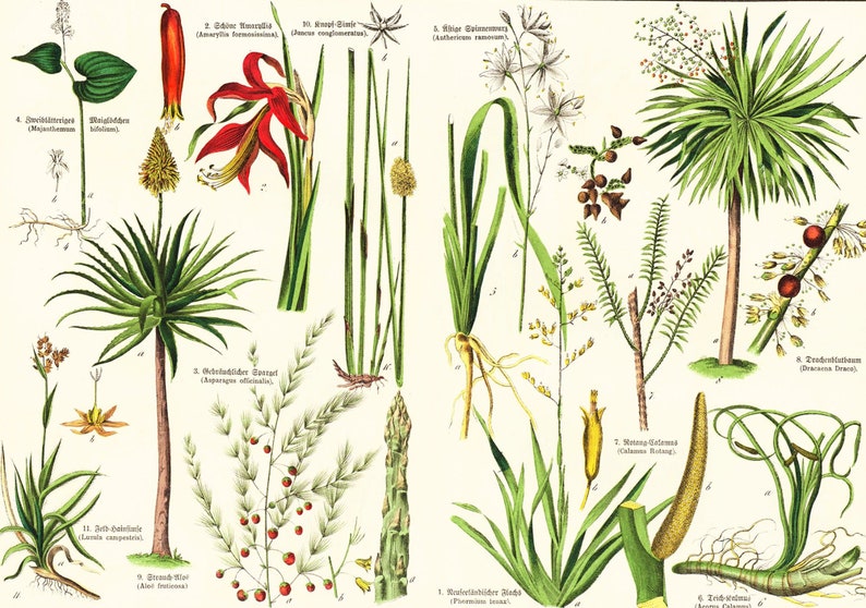 1869 Antique Aloe arborescens Asparagus Sparrow Grass Rushes Dracaena Medicinal Plant Lithograph Orignal Print poster Identication chart image 1