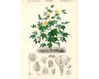 1861 Cotton plant by Ch. Orbigny, Original antique botanical print, Garden flowers floral decor bouquet gift framing antique wall art