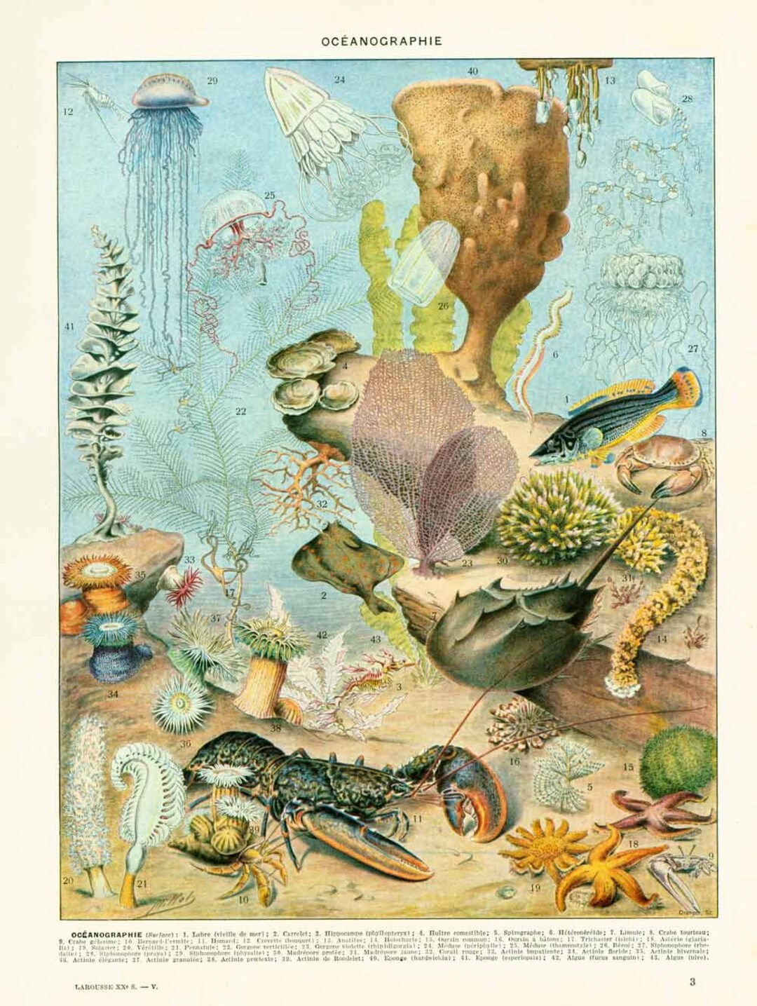 1933 Oceanography Antique Print. Urchin. Sea Stars. Jellyfish. Shells ...