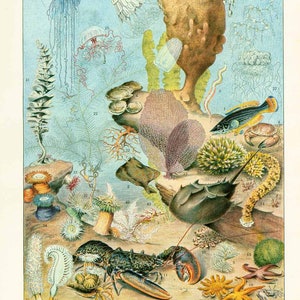 May include: A colourful illustration of various sea creatures, including a lobster, starfish, jellyfish, and a horseshoe crab. The illustration is set against a blue background with coral and seaweed.