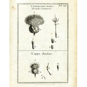May include: A vintage botanical print showing detailed illustrations of Centaurium majus and Lappa Bardane plants. The image includes labelled diagrams of the plants' different parts, such as flowers, stems, and seeds, all rendered in black and white.